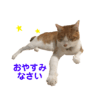 我が家の猫、ぽんち隊長！！（個別スタンプ：14）