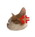 我が家の猫、ぽんち隊長！！（個別スタンプ：15）