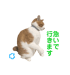 我が家の猫、ぽんち隊長！！（個別スタンプ：16）