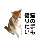 我が家の猫、ぽんち隊長！！（個別スタンプ：18）