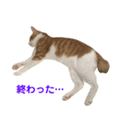 我が家の猫、ぽんち隊長！！（個別スタンプ：24）