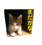 我が家の猫、ぽんち隊長！！（個別スタンプ：26）