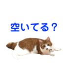 我が家の猫、ぽんち隊長！！（個別スタンプ：32）