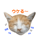 我が家の猫、ぽんち隊長！！（個別スタンプ：34）