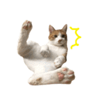 我が家の猫、ぽんち隊長！！（個別スタンプ：35）