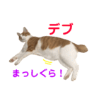 我が家の猫、ぽんち隊長！！（個別スタンプ：37）