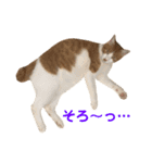我が家の猫、ぽんち隊長！！（個別スタンプ：38）