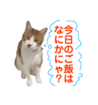 我が家の猫、ぽんち隊長！！（個別スタンプ：39）