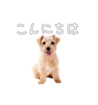 ノーフォークテリアのビスケ（個別スタンプ：2）