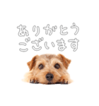 ノーフォークテリアのビスケ（個別スタンプ：3）