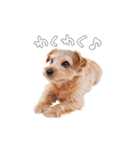 ノーフォークテリアのビスケ（個別スタンプ：4）