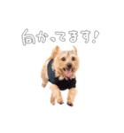 ノーフォークテリアのビスケ（個別スタンプ：5）