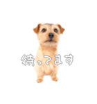 ノーフォークテリアのビスケ（個別スタンプ：6）
