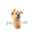 ノーフォークテリアのビスケ（個別スタンプ：7）