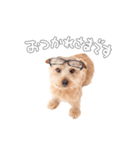 ノーフォークテリアのビスケ（個別スタンプ：8）