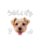 ノーフォークテリアのビスケ（個別スタンプ：9）