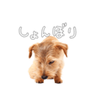 ノーフォークテリアのビスケ（個別スタンプ：12）