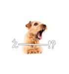 ノーフォークテリアのビスケ（個別スタンプ：13）