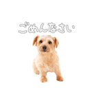 ノーフォークテリアのビスケ（個別スタンプ：14）