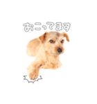 ノーフォークテリアのビスケ（個別スタンプ：16）