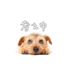 ノーフォークテリアのビスケ（個別スタンプ：17）