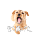 ノーフォークテリアのビスケ（個別スタンプ：19）