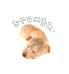 ノーフォークテリアのビスケ（個別スタンプ：20）