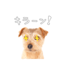 ノーフォークテリアのビスケ（個別スタンプ：22）