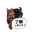 ポチャ猫マンチカンTOMの日常会話スタンプ（個別スタンプ：1）