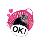 ポチャ猫マンチカンTOMの日常会話スタンプ（個別スタンプ：2）