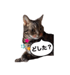 ポチャ猫マンチカンTOMの日常会話スタンプ（個別スタンプ：3）