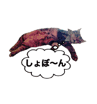 ポチャ猫マンチカンTOMの日常会話スタンプ（個別スタンプ：7）