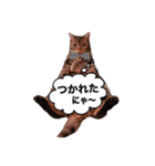 ポチャ猫マンチカンTOMの日常会話スタンプ（個別スタンプ：8）