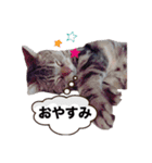 ポチャ猫マンチカンTOMの日常会話スタンプ（個別スタンプ：9）