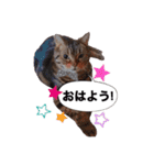 ポチャ猫マンチカンTOMの日常会話スタンプ（個別スタンプ：10）