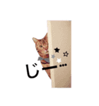 ポチャ猫マンチカンTOMの日常会話スタンプ（個別スタンプ：11）