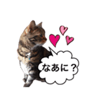 ポチャ猫マンチカンTOMの日常会話スタンプ（個別スタンプ：12）