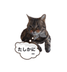ポチャ猫マンチカンTOMの日常会話スタンプ（個別スタンプ：13）