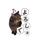 ポチャ猫マンチカンTOMの日常会話スタンプ（個別スタンプ：14）