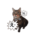 ポチャ猫マンチカンTOMの日常会話スタンプ（個別スタンプ：15）