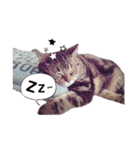 ポチャ猫マンチカンTOMの日常会話スタンプ（個別スタンプ：16）