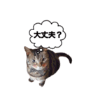 ポチャ猫マンチカンTOMの日常会話スタンプ（個別スタンプ：19）