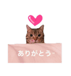 ポチャ猫マンチカンTOMの日常会話スタンプ（個別スタンプ：20）
