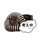 ポチャ猫マンチカンTOMの日常会話スタンプ（個別スタンプ：21）