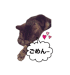 ポチャ猫マンチカンTOMの日常会話スタンプ（個別スタンプ：22）