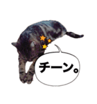 ポチャ猫マンチカンTOMの日常会話スタンプ（個別スタンプ：23）