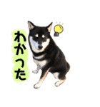 上田家 dogブラザーズ（個別スタンプ：3）