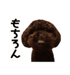 上田家 dogブラザーズ（個別スタンプ：6）