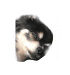 チワワの日常。（個別スタンプ：6）