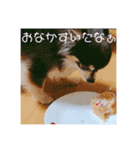 チワワの日常。（個別スタンプ：8）